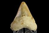 Bargain, Serrated Megalodon Tooth - Indonesia #154621-1